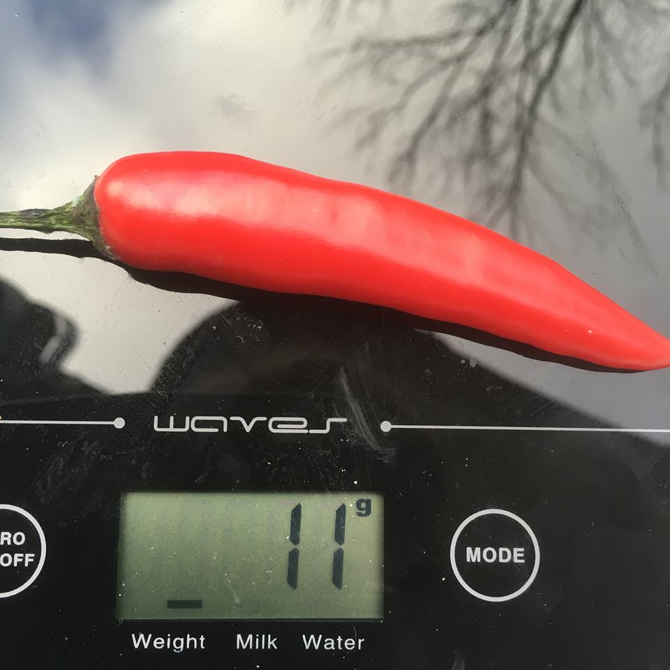 Röd chili på en matvåg