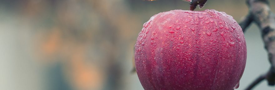 Rött äpple på en gren i närbild